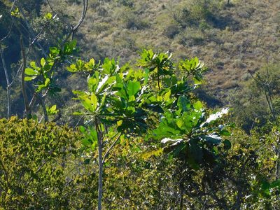 Anthocleista grandiflora, photographed by Andrew Deacon