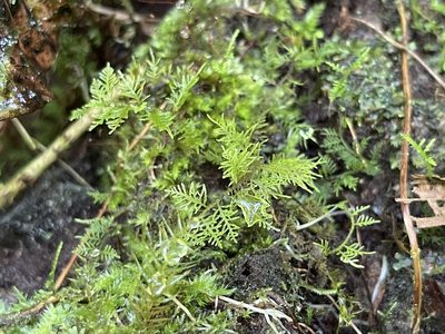 Thuidium urceolatum, photographed by Serenella Linares
