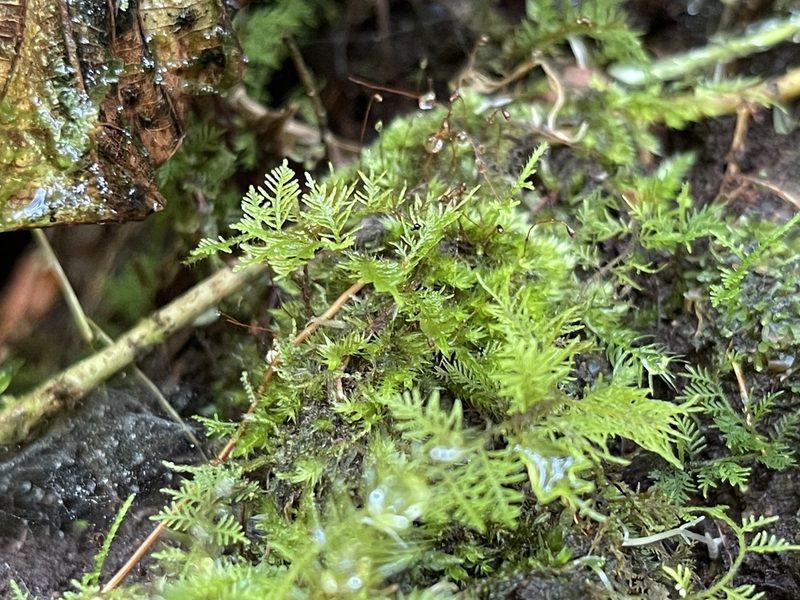 Thuidium urceolatum, photographed by Serenella Linares