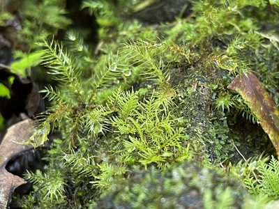 Thuidium urceolatum, photographed by Serenella Linares