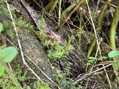 Thuidium urceolatum, photographed by Serenella Linares