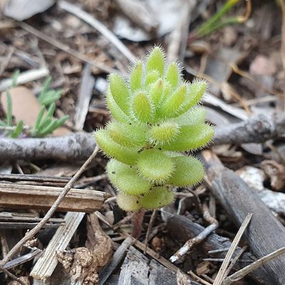 Sedum pubescens, photographed by Mehdi Chetibi