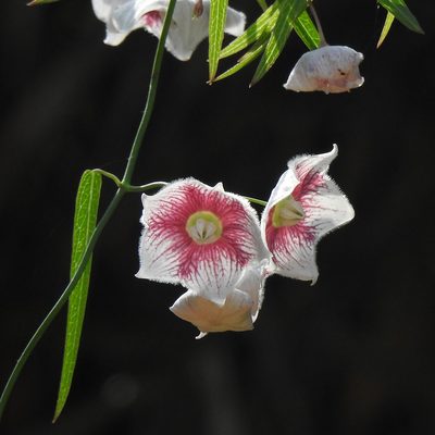 Oxystelma esculentum, photographed by Paulmathi Vinod