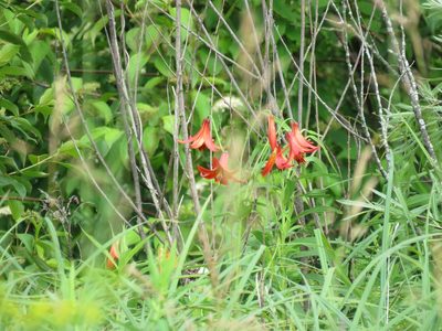 Lilium canadense, photographed by Chelsea Carroll