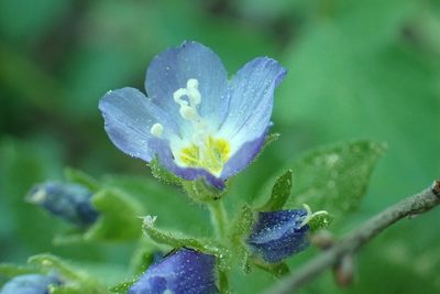 Polemonium californicum, photographed by Steve Woodward