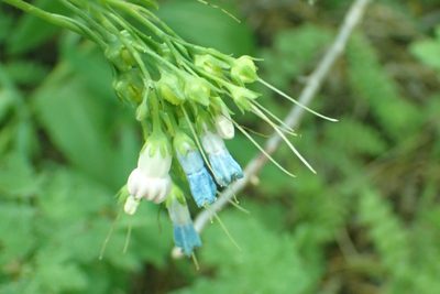 Mertensia ciliata, photographed by Steve Woodward