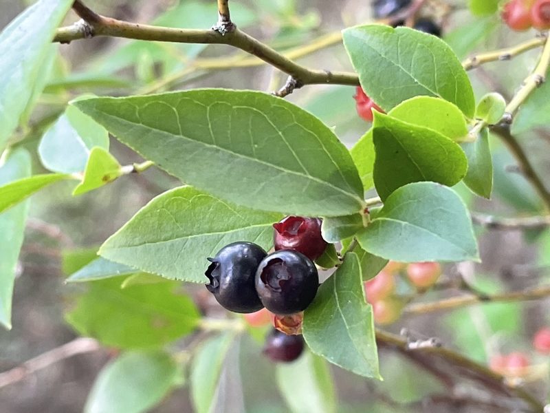 Vaccinium corymbosum, photographed by Bobby McCabe