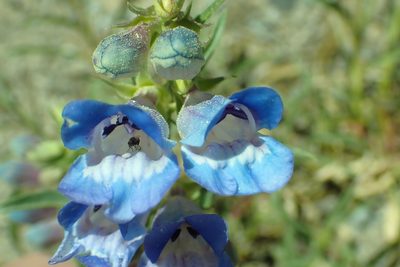 Penstemon speciosus, photographed by Steve Woodward