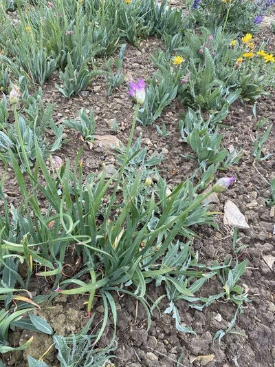Allium brevistylum, photographed by Matt Berger