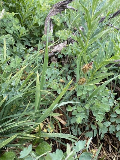Carex raynoldsii, photographed by Matt Berger