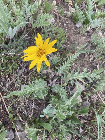 Balsamorhiza incana, photographed by Matt Berger