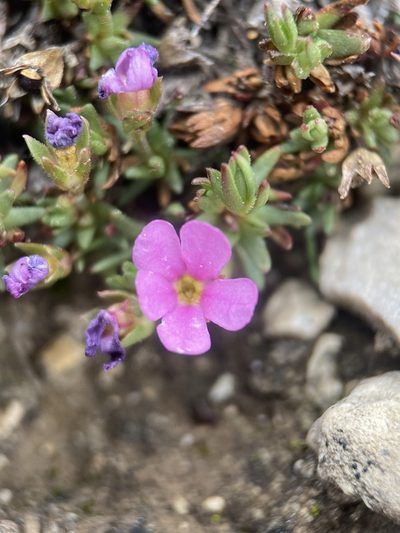 Androsace montana, photographed by Matt Berger