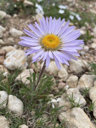 Townsendia parryi, photographed by Matt Berger
