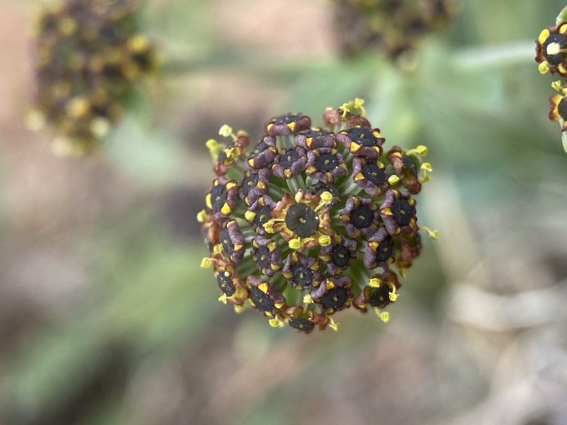 Bupleurum americanum, photographed by Matt Berger