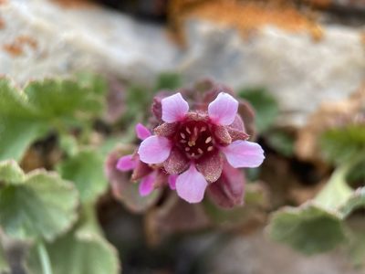 Telesonix heucheriformis, photographed by Matt Berger