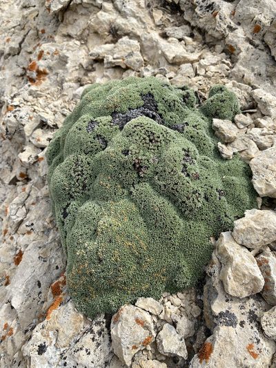 Kelseya uniflora, photographed by Matt Berger