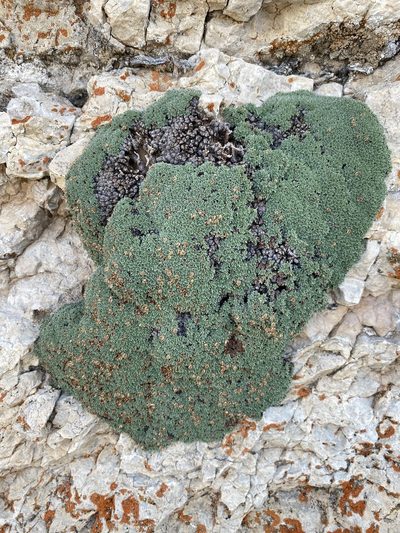 Kelseya uniflora, photographed by Matt Berger