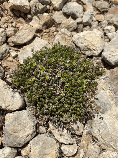 Sabulina austromontana, photographed by Matt Berger