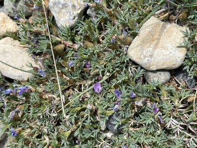 Astragalus kentrophyta, photographed by Matt Berger
