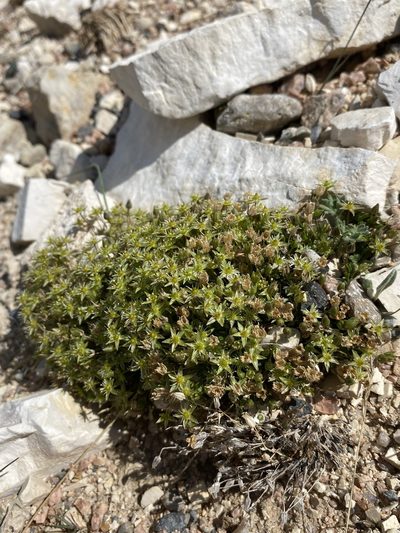 Sabulina austromontana, photographed by Matt Berger