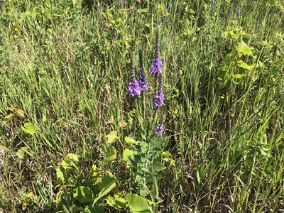 Verbena stricta, photographed by Mike B