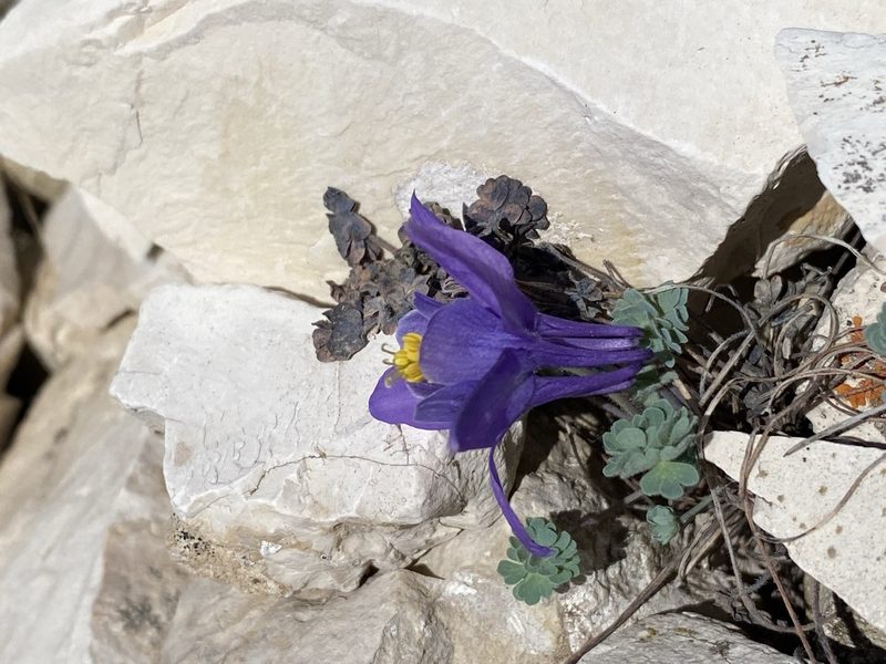 Aquilegia jonesii, photographed by Matt Berger