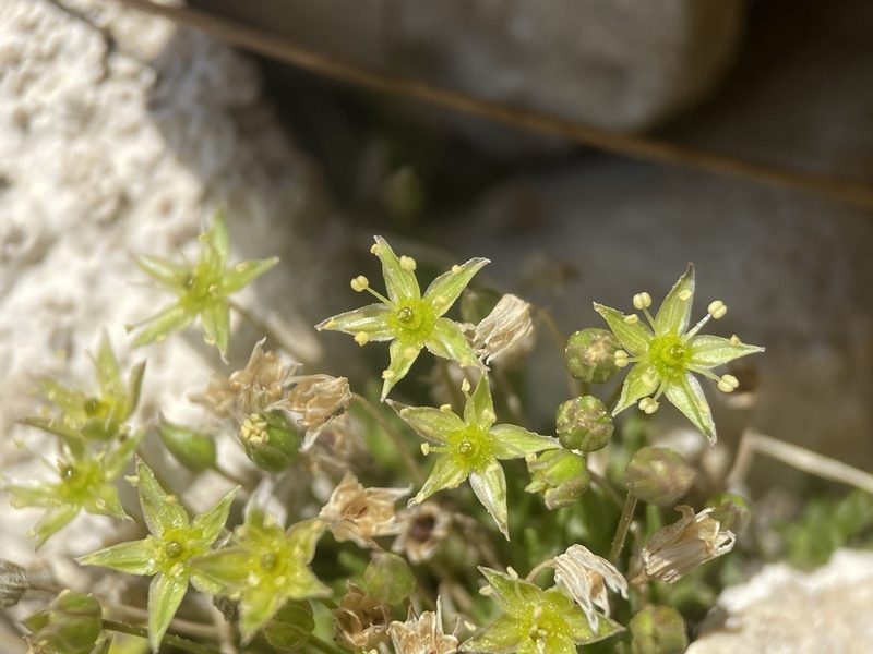 Sabulina austromontana, photographed by Matt Berger