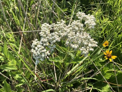 Parthenium integrifolium, photographed by Mike B