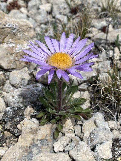 Townsendia parryi, photographed by Matt Berger