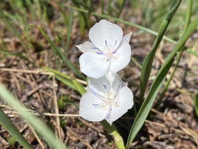 Calochortus minimus, photographed by marek