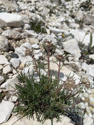 Ipomopsis spicata, photographed by Matt Berger