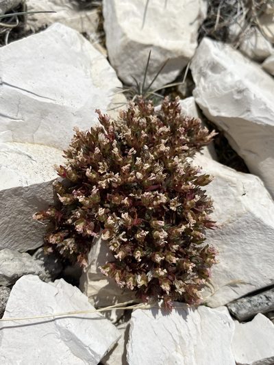 Androsace montana, photographed by Matt Berger