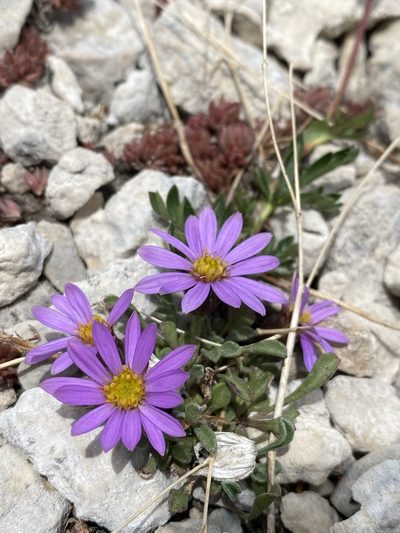 Townsendia montana, photographed by Matt Berger