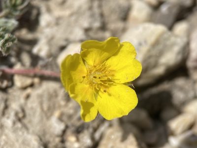 Potentilla ovina, photographed by Matt Berger