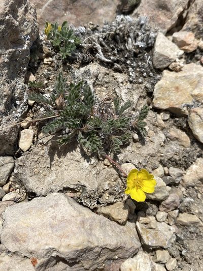 Potentilla ovina, photographed by Matt Berger