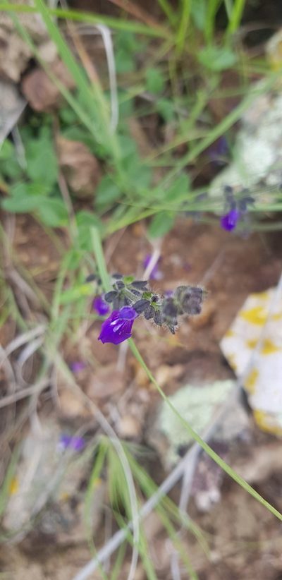 Salvia pusilla, photographed by Eugenio Padilla