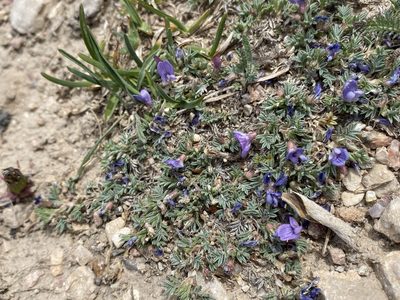 Astragalus kentrophyta, photographed by Matt Berger