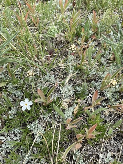 Antennaria media, photographed by Matt Berger