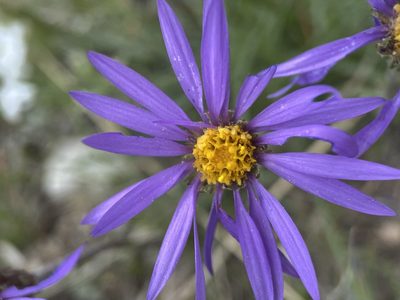 Oreostemma alpigenum, photographed by Matt Berger