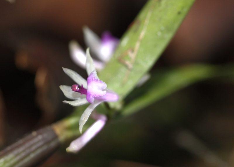 Scaphyglottis stellata, photographed by Carlos Muñoz-Amezcua