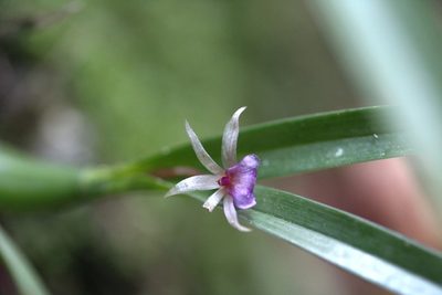 Scaphyglottis stellata, photographed by Carlos Muñoz-Amezcua