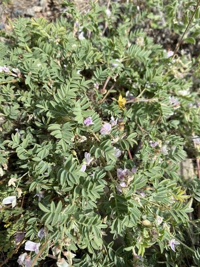 Astragalus vexilliflexus, photographed by Matt Berger
