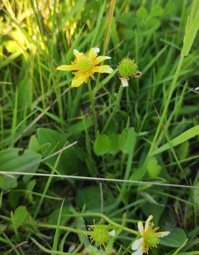 Halerpestes ruthenica, photographed by Юлия