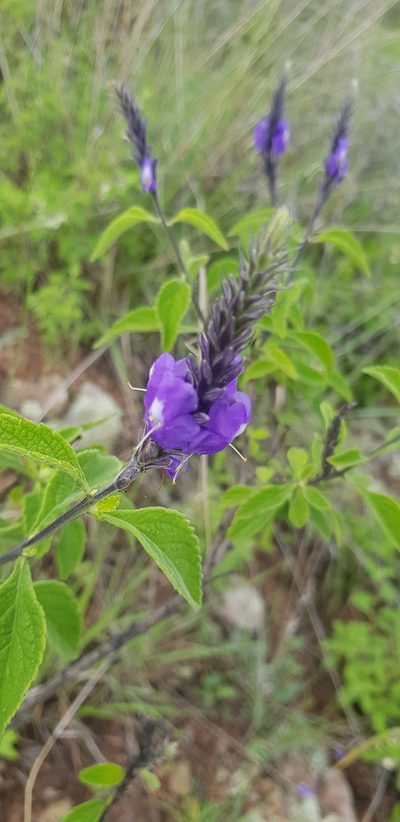 Stachytarpheta acuminata, photographed by Eugenio Padilla