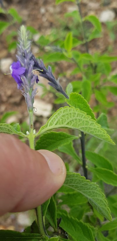 Stachytarpheta acuminata, photographed by Eugenio Padilla