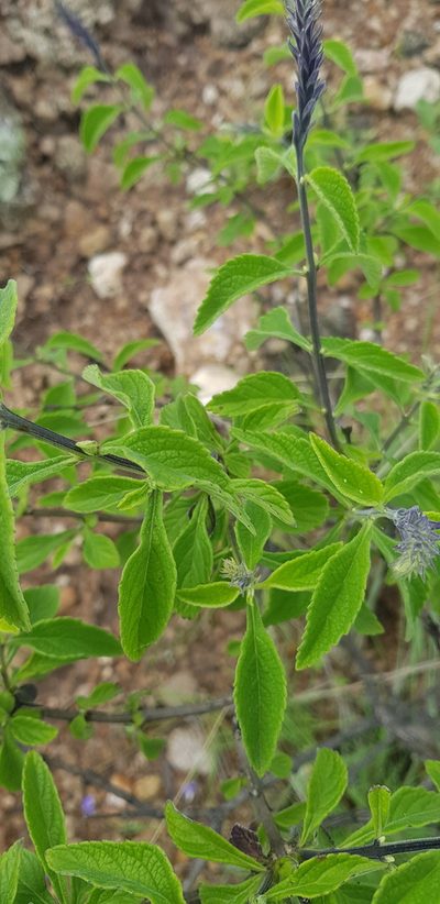 Stachytarpheta acuminata, photographed by Eugenio Padilla
