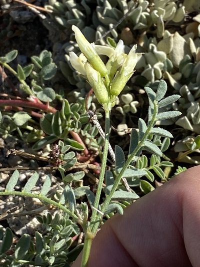 Astragalus bolanderi, photographed by marek