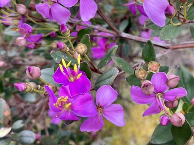 Bucquetia glutinosa, photographed by Andrew J. Crawford
