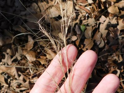 Aristida lanosa, photographed by Sam Kieschnick