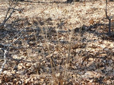 Aristida lanosa, photographed by Sam Kieschnick